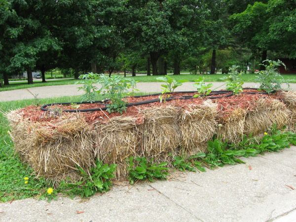 Can I use hay for a Straw Bale Garden?