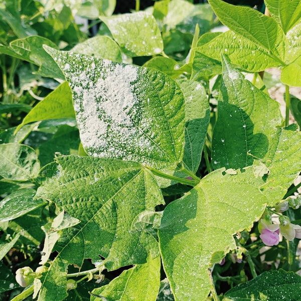 What is Diatomaceous Earth (DE)?  How does it work as an Insect / Pest Repellent in the garden?