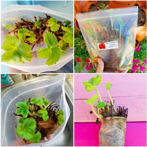 How to Grow Organic Strawberry Plants from Bare Roots  SeedsNow.com