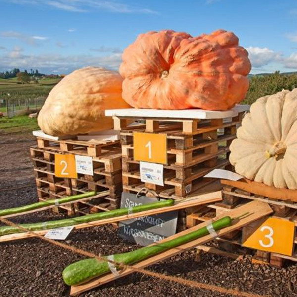 How to Grow a GIANT WORLD-RECORD size Pumpkin!