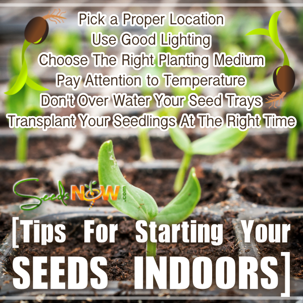 Tips for Successfully Starting Your Seeds Indoors