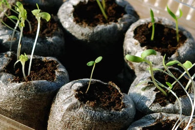 Seed Germination Tips & Tricks