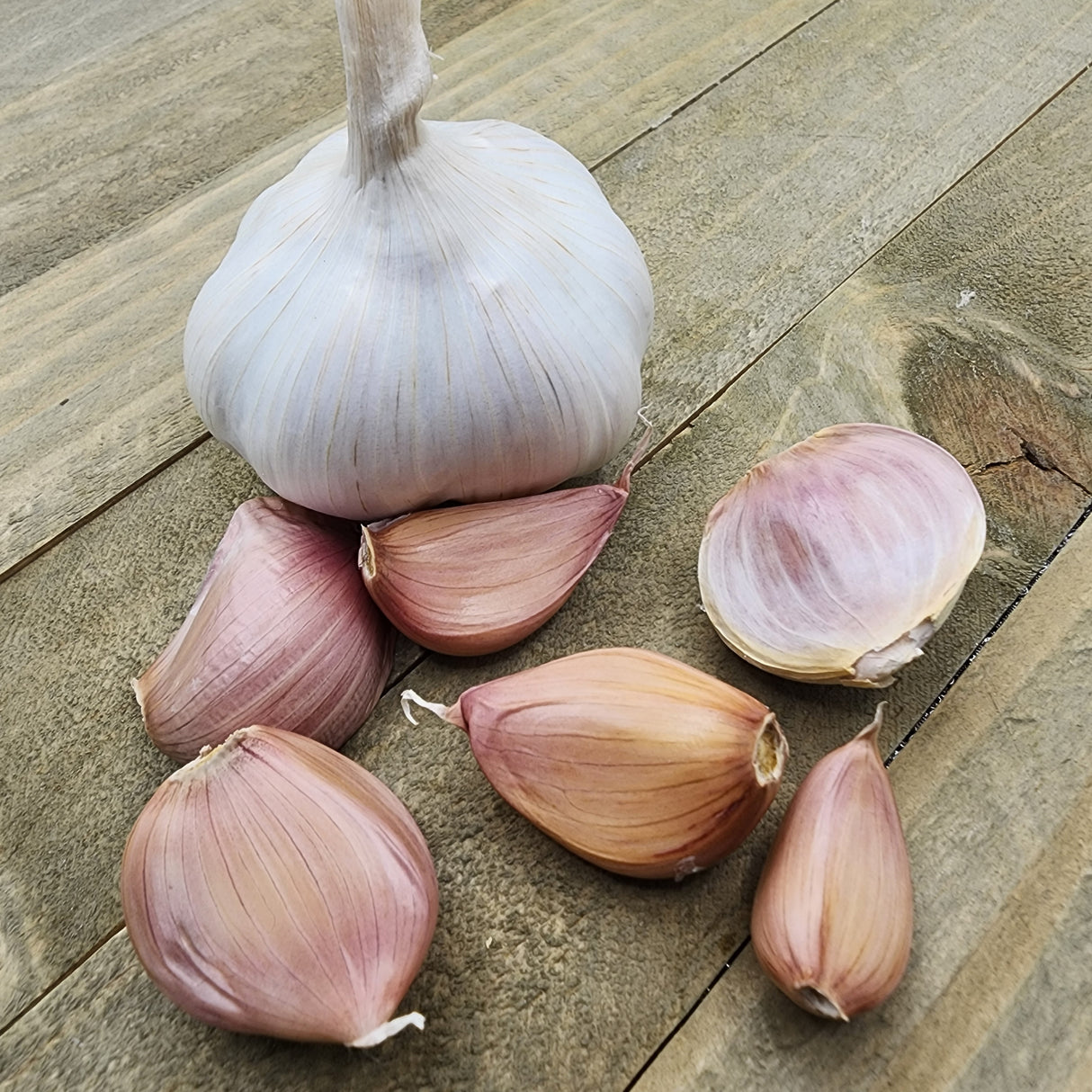 Garlic - (Soft Neck) Silver Rose