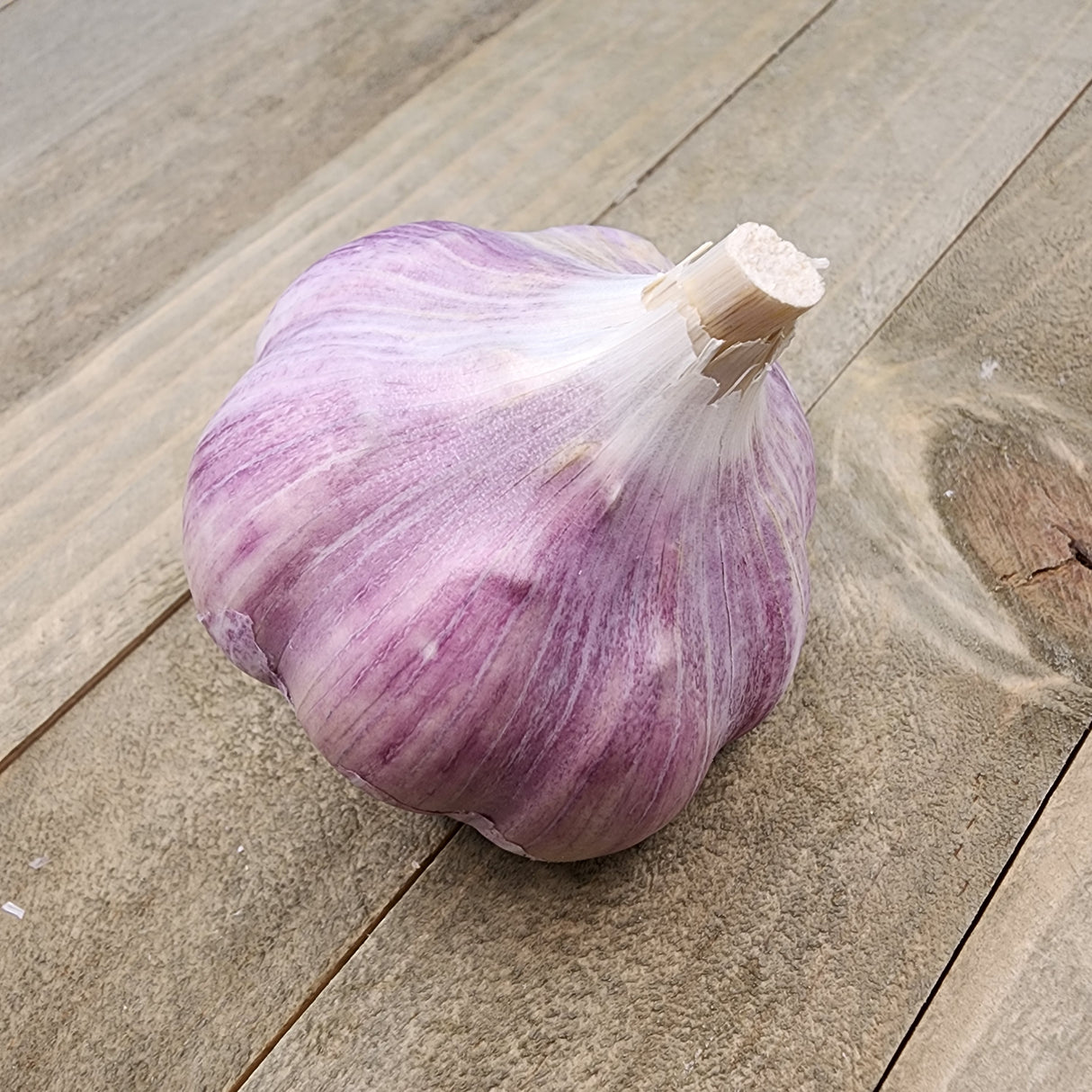 Garlic - (Hard Neck) Porcelain Musik