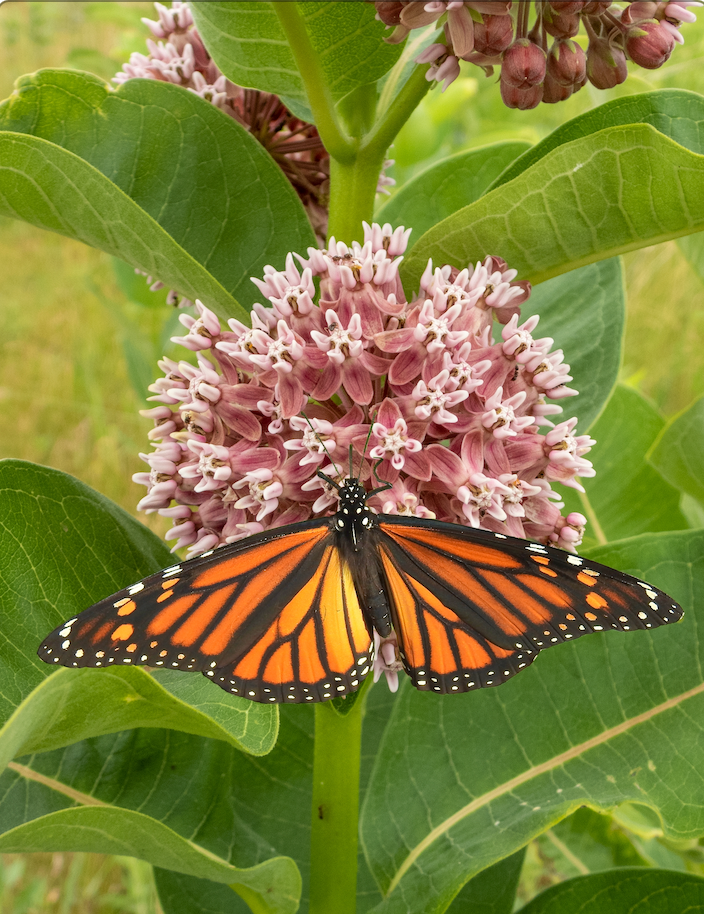 Close-up of blooming common milkweed flowers with pink to purple clusters, native perennial plant attracting monarch butterflies and pollinators, ideal for growing from milkweed seeds.