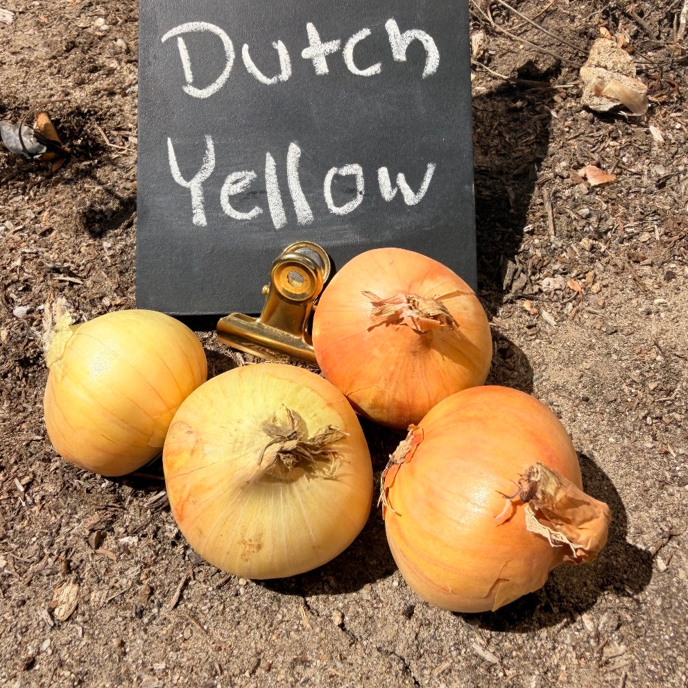 Shallot (sets) - Dutch, Yellow (Organic)