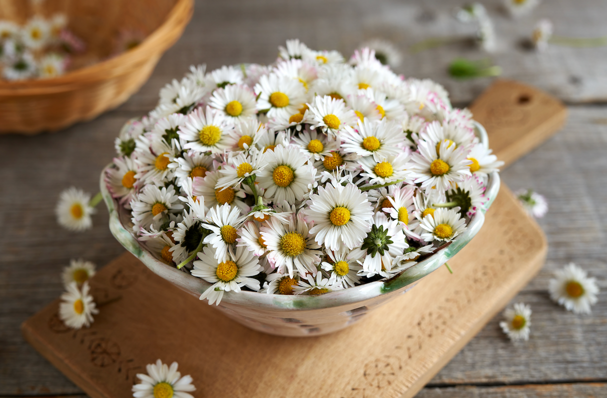 Daisy, English White (Bellis Perennis) Flowers
