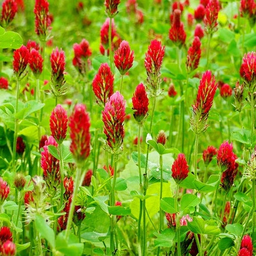 All-in-One Medicinal Herb Garden Variety Pack Review All-in-One Medicinal Herb Garden Variety Pack Review