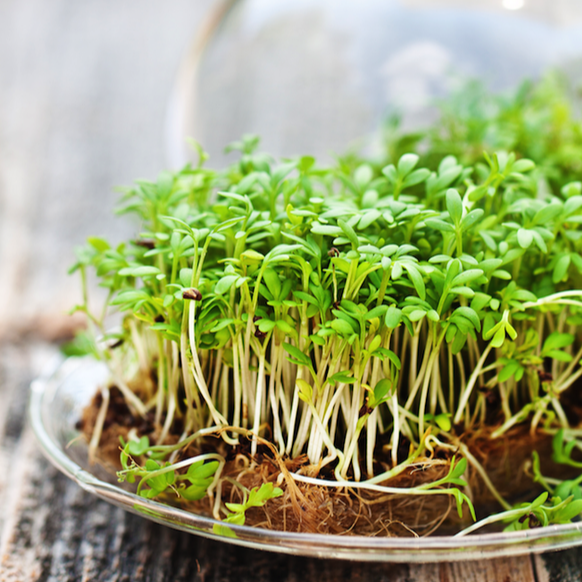 Organic Cress seeds for Sprouts