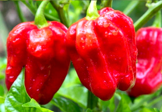 *NEW!* SUPER HOT PEPPERS! π₯΅π₯πΆοΈ Garden Variety Pack