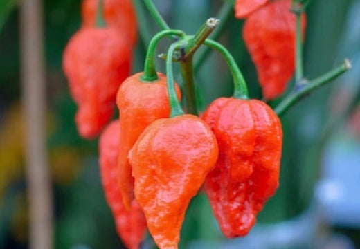 *NEW!* SUPER HOT PEPPERS! π₯΅π₯πΆοΈ Garden Variety Pack