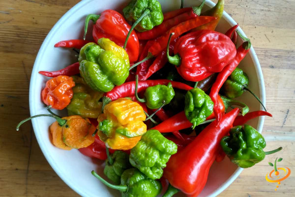 *NEW!* All-in-One HOTTEST PEPPERS! πΆοΈπ₯π₯΅ Garden Variety Pack