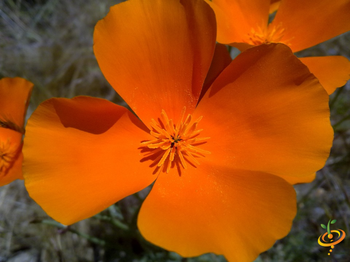 Wildflower mix featuring California poppies from SeedsNow, low-growing wildflower scatter garden seed for natural landscapes.