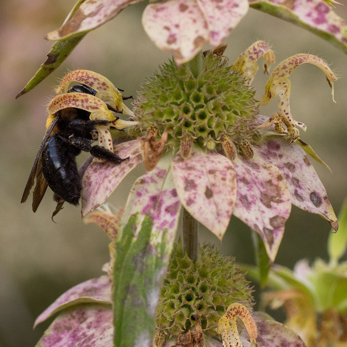 Eastern carpenter bee on vibrant spotted Order USA-quality bee balm, horsemint, oswego tea, and wild bergamot seeds for sale online in the USA! Shop 700+ seed varieties to plant in your organic herb garden!wild bergamot bee balm flower, showing pollination in natural garden setting.
