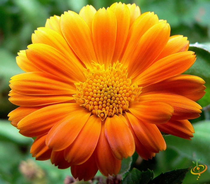 African daisy from SeedsNow Wildflowers low grow scatter garden seed mix, vibrant yellow flower in a natural garden setting