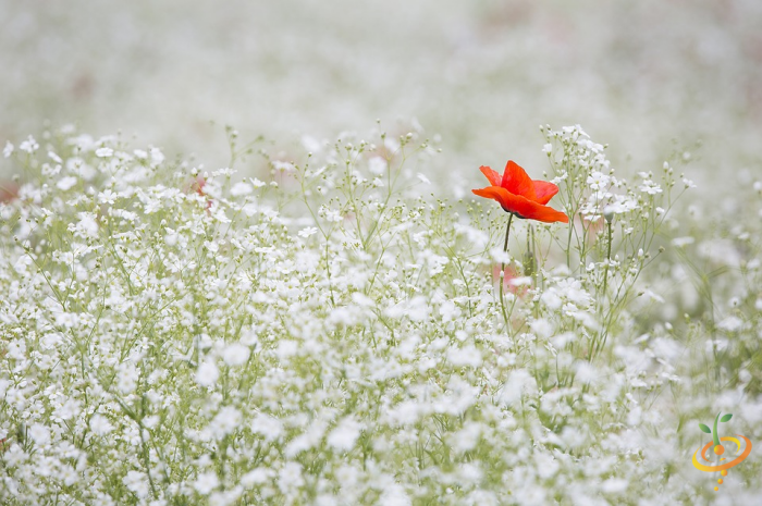 Wildflowers Moist Area Scatter Garden Seed Mix by SeedsNow, showing colorful wildflower seeds suitable for moist garden areas.
