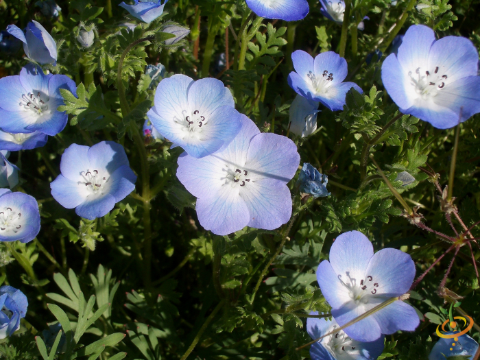 Close-up of blue and white wildflowers in a shaded garden setting