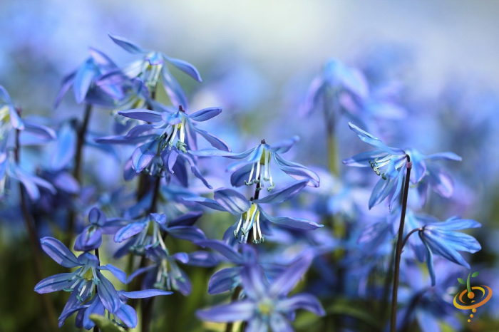 Bluebells from SeedsNow Wildflowers Low Grow Scatter Garden Seed Mix, showcasing vibrant wildflower blooms in a garden setting.