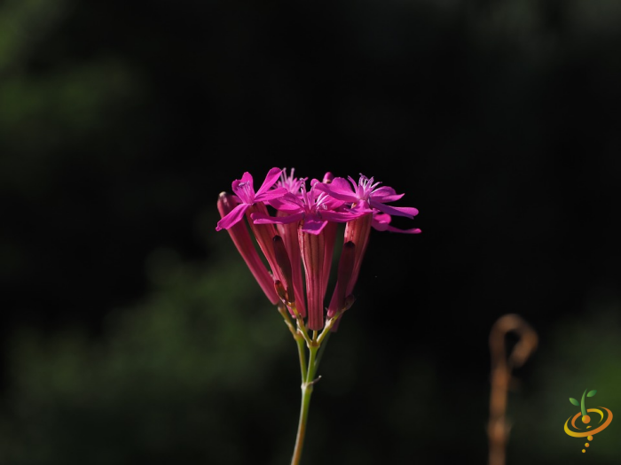 Wildflowers Seed Mix by SeedsNow featuring colorful wildflower scatter seeds for low-growing garden growth.