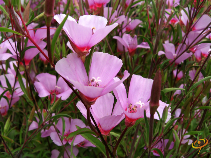 Partial shade wildflower seed mix from SeedsNow featuring Clarkia and other native colorful wildflowers in a garden setting.