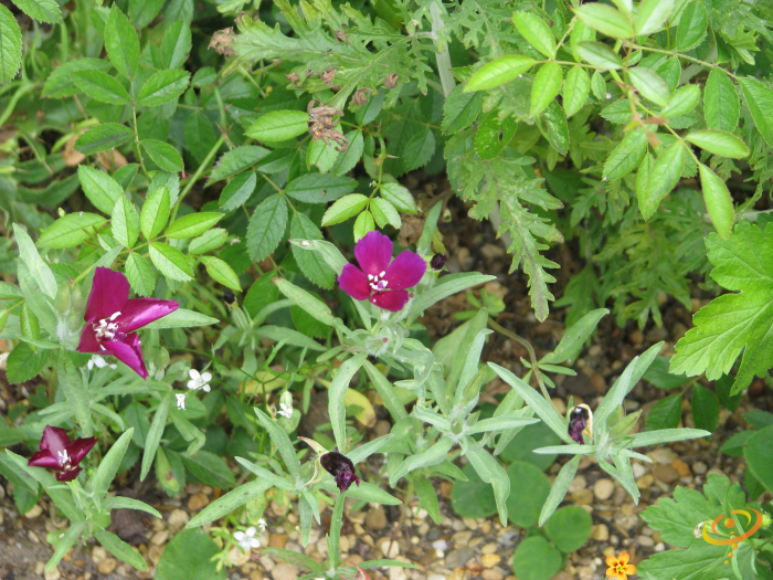 Wildflower Mix seed packet featuring Clarkia flowers from SeedsNow, designed for moist area garden planting.