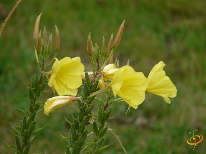Wildflowers dryland scatter garden seed mix with evening primrose and various colorful wildflower species from SeedsNow.
