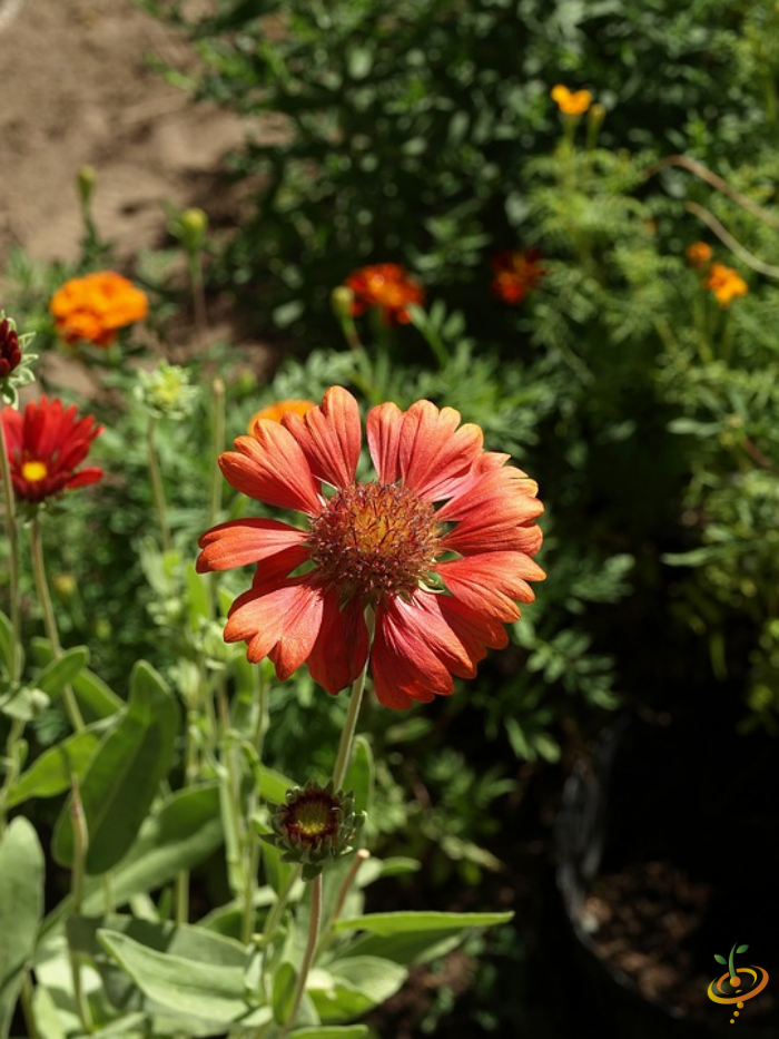 Wildflowers dryland scatter garden seed mix featuring Gaillardia aristata blooming in a sunny garden setting