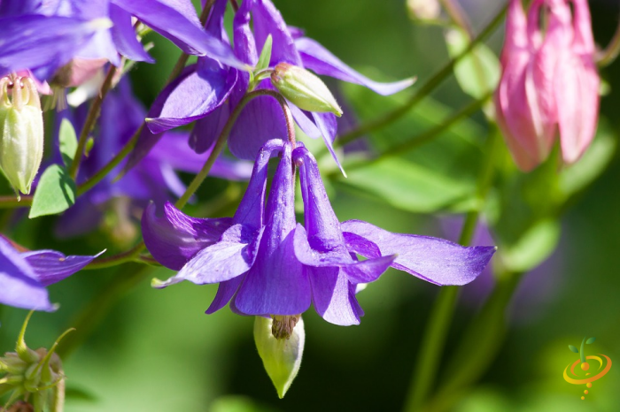 Close-up of purple and pink wildflowers blooming in a shaded garden area