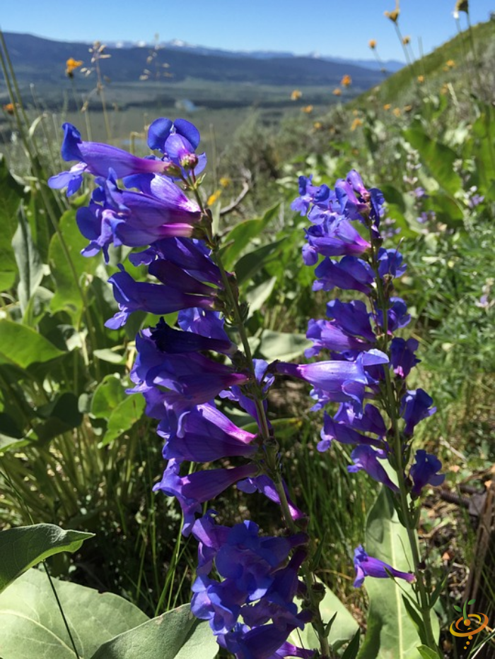 Penstemon wildflower from SeedsNow's Exotic Mountain Scatter Garden Seed Mix, showcasing vibrant, colorful mountain wildflowers.