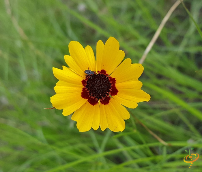 Wildflowers low grow scatter garden seed mix with plains coreopsis flowers in a natural setting