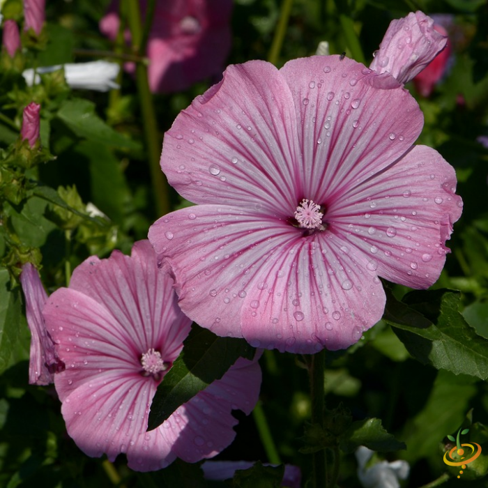 Close-up of pink wildflowers with water droplets in a partial shade garden setting