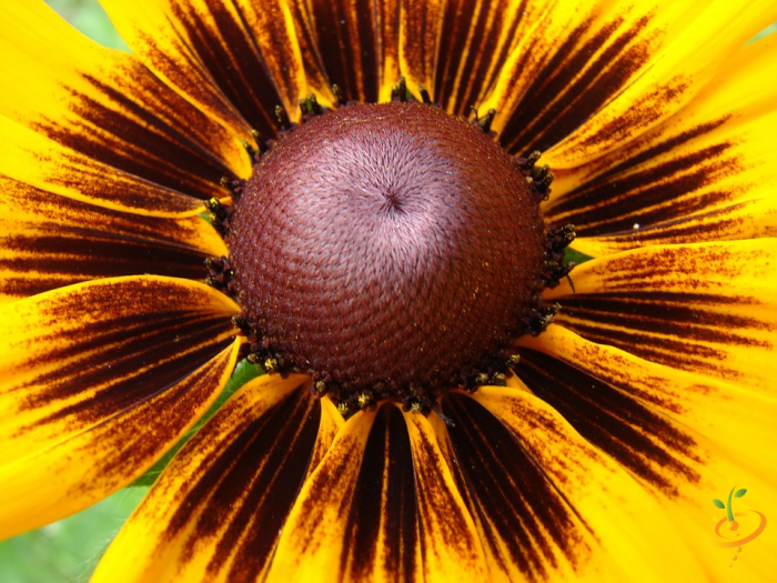 Wildflower mix seed packet showing Rudbeckia hirta flowers, part of SeedsNow Dryland Scatter Garden Seed Mix for wildflower planting