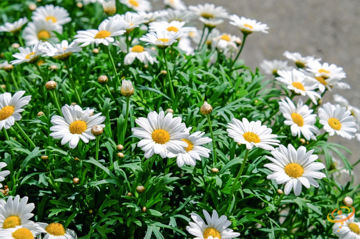 Shasta daisy from SeedsNow Wildflowers Deer Resistant Scatter Garden Seed Mix, showing vibrant white petals and yellow center.
