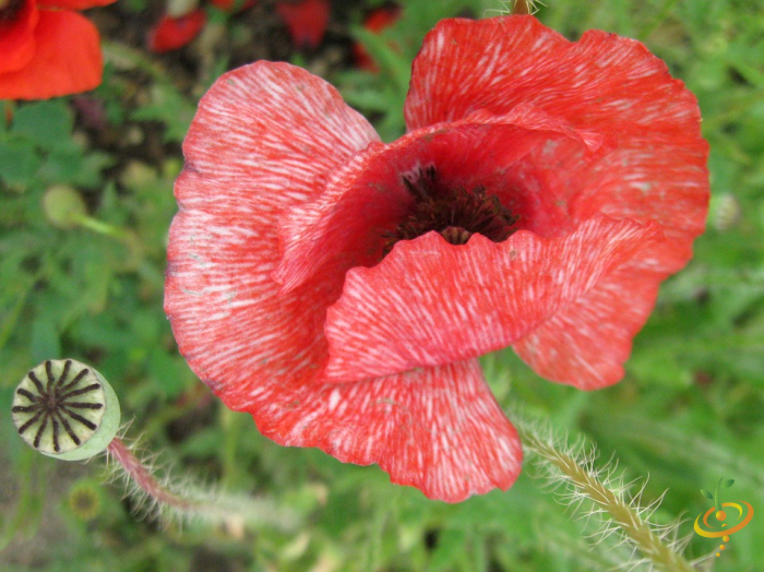 Wildflower Mix by SeedsNow showing Shirley Poppy seeds and colorful wildflower seeds for moist garden areas.