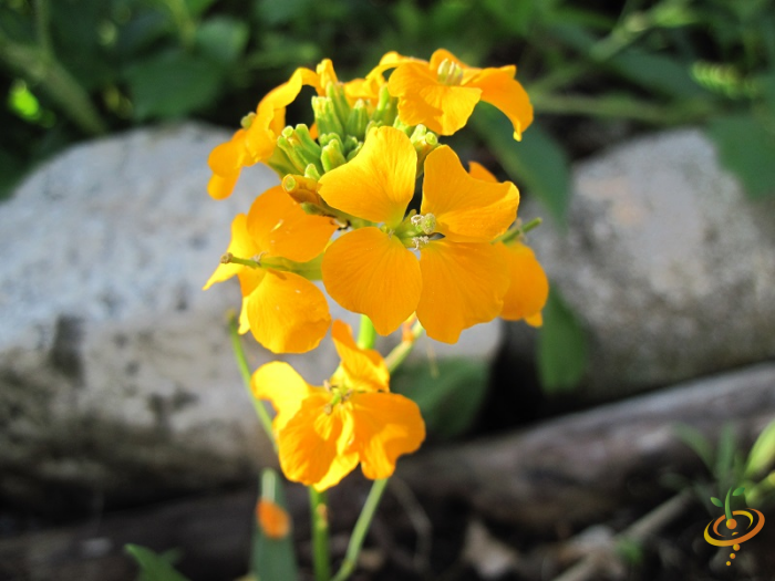 Close-up of bright yellow wildflowers blooming in a garden with partial shade and natural background elements