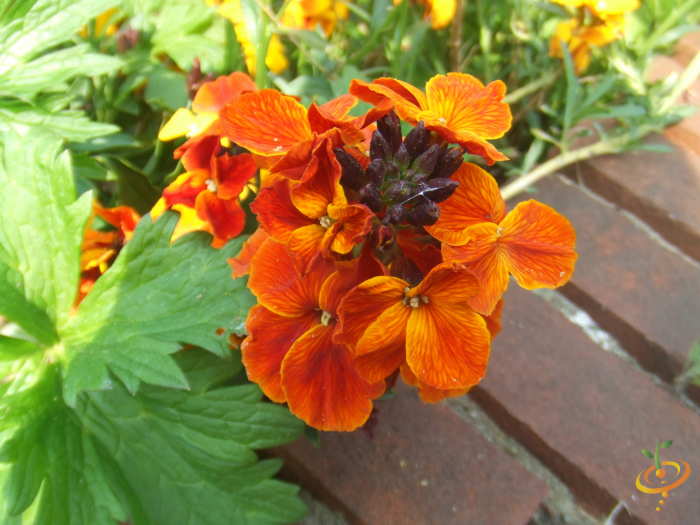 Wildflower Mix seed packet from SeedsNow featuring Siberian Wallflower among colorful wildflower seeds for moist garden areas