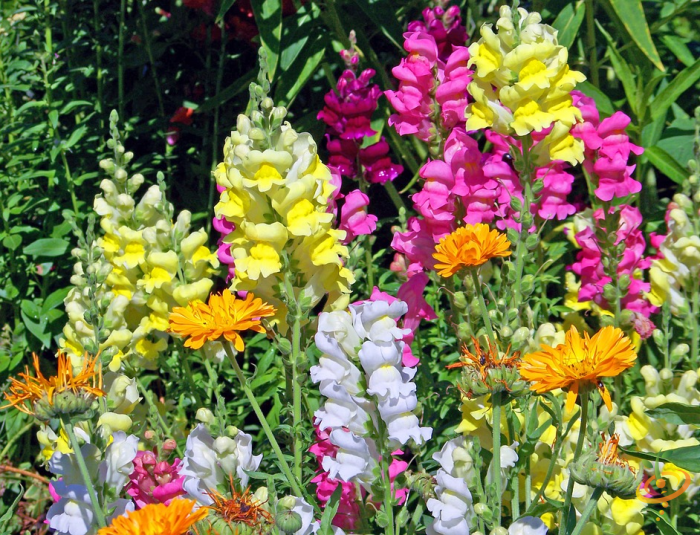Wildflower Mix from SeedsNow featuring vibrant spurred snapdragons and other dryland wildflowers in a colorful garden display.