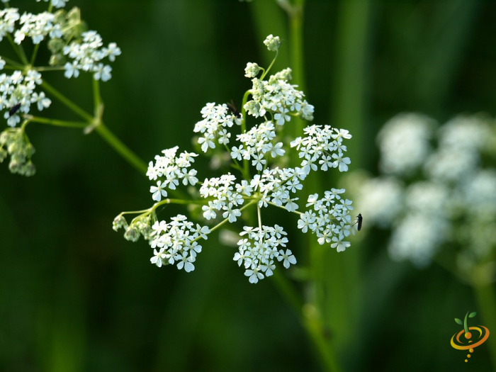 White yarrow wildflower seed from SeedsNow beneficial insect garden mix, with white flowers and lush green foliage.