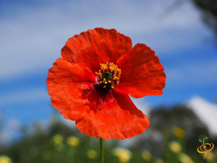 Wildflowers Poppy Scatter Garden Seed Mix from SeedsNow, showcasing vibrant red poppy blooms in a natural garden setting.