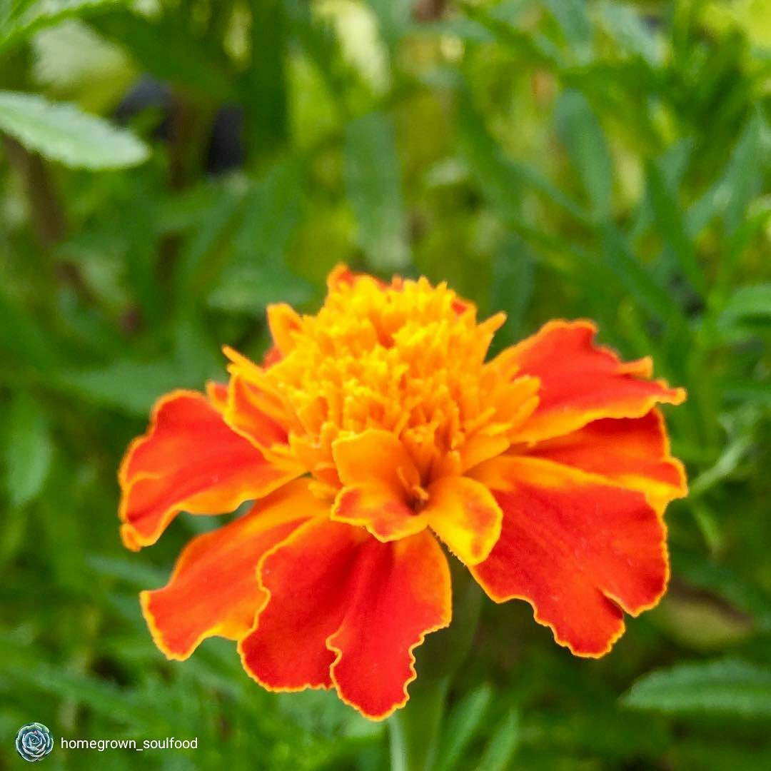 Marigold Sparky Mix flower seeds from SeedsNow, showing vibrant seed packet with colorful marigold flower illustrations.