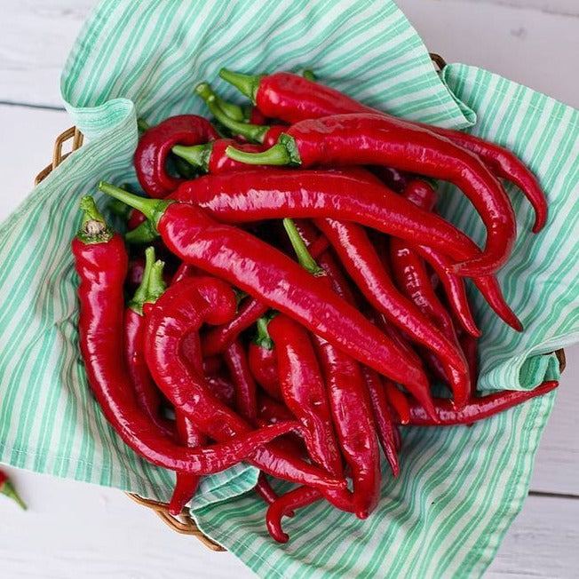Pepper (Hot) - Cayenne, Red π₯π₯π₯ - SeedsNow.com