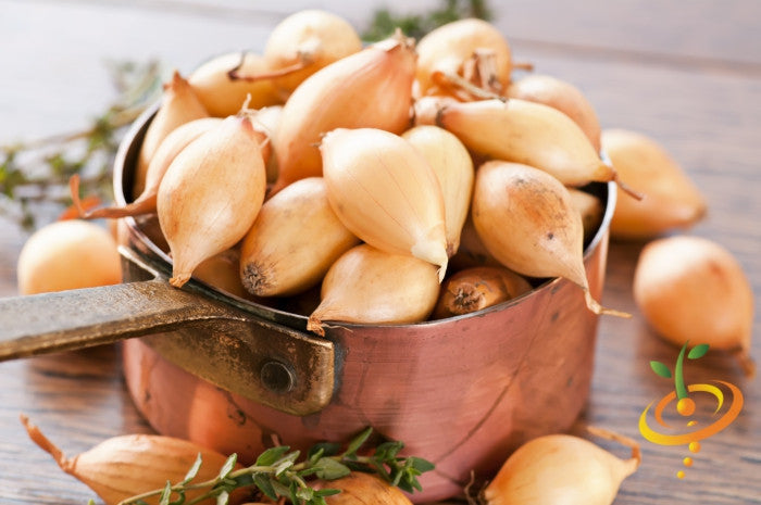 Organic Dutch yellow shallot sets from SeedsNow-Shallot, showing fresh, planted shallots ready for planting or harvest.