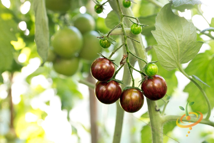 Black Cherry Tomato seeds from SeedsNow, indeterminate variety with small, dark purple tomatoes on the vine.