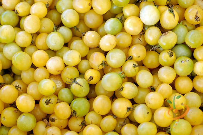 White cherry indeterminate tomato seeds from SeedsNow, featuring small round white tomatoes on green vines.