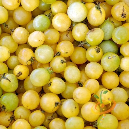 Buy White Cherry tomato seeds online in the USA! | Bite-sized fruit!