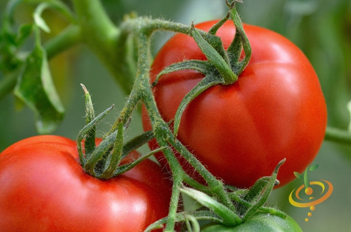 Image of Floradade determinate tomato seeds from SeedsNow, showing vibrant seed packets for planting tomato varieties.