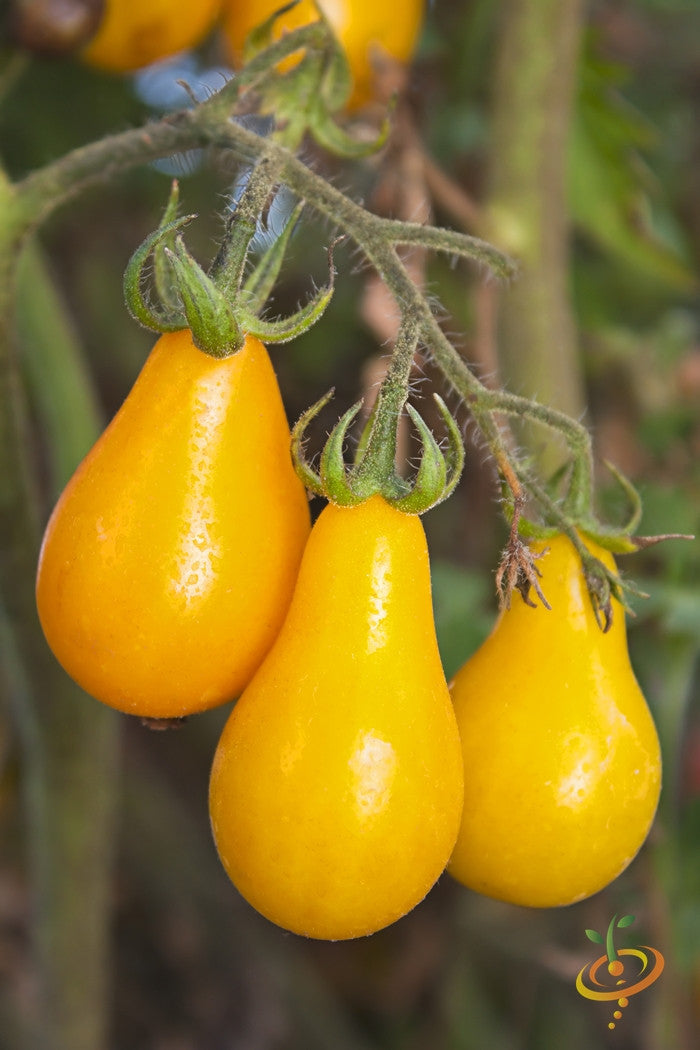 Yellow pear-shaped indeterminate tomato seeds from SeedsNow, featuring small, elongated yellow tomatoes on the plant.