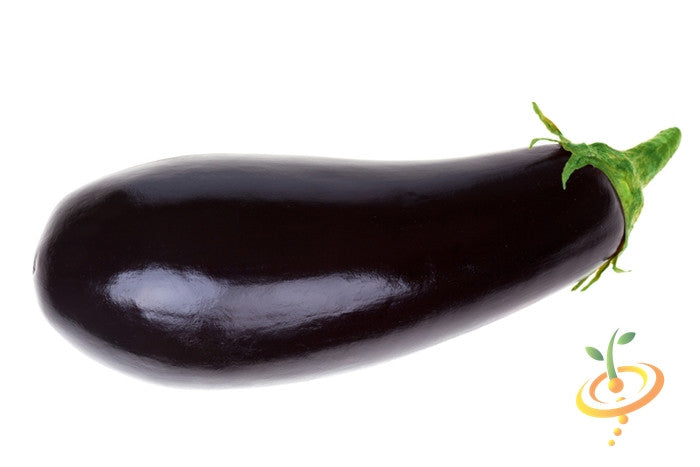 Glossy deep purple Eggplant Florida Market variety isolated on white background