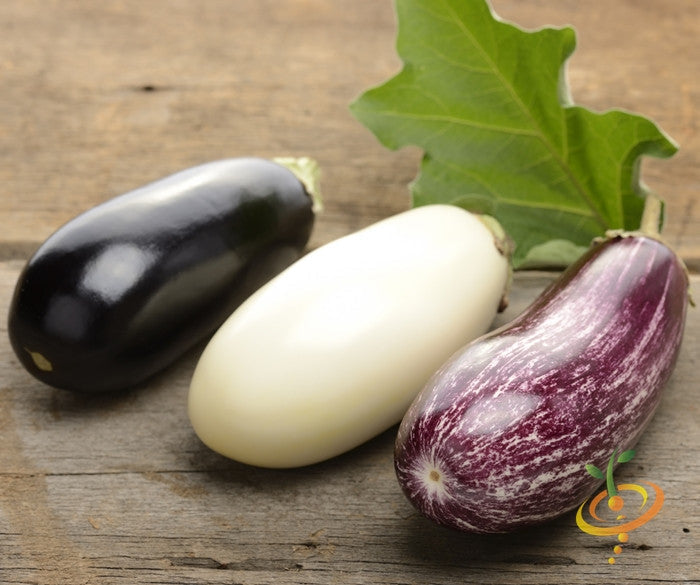 Three different varieties of eggplants (aubergines) including black, white, and purple-striped on wooden surface with green leaf background