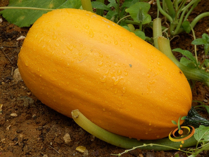 Winter spaghetti squash seeds from SeedsNow, showing vibrant yellow seeds and fresh squash flesh in a natural setting.